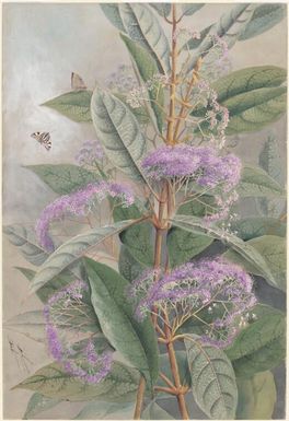 Callicarpa? pedunculata R.Br., family Lamiaceae and butterflies, Papua New Guinea, 1916? Ellis Rowan