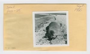 [Seal in Hawaii, envelope IE31-100]