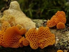 Favolaschia calocera ~ The Orange Pore Fungus