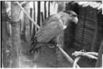 Tariko lorikeet hooked up to pole by house