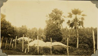 Cemetery in Nuku'aloafa, Tonga, 1928