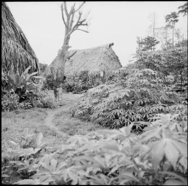 View of a grass hut, Fiji, 1966 / Michael Terry