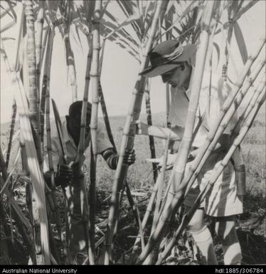 Field Officer and farmer inspecting cane