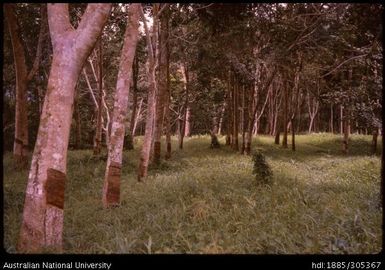 Mambu plantation, Kokoda