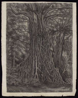 Sandys, Edward Roper Stapleton, b 1845 :Banyan tree, Mallicolo. [ca 1888-1889]