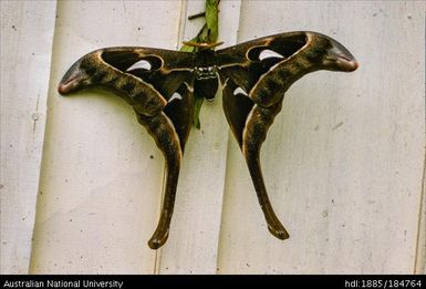 Kerowagi - Kewamugl - Atlas Moth
