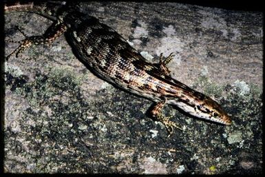 Epibator nigrofasciolatus