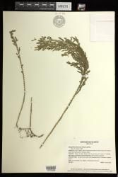 Selaginella arbuscula