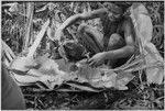 Pig festival, uprooting cordyline ritual, Tsembaga: pig blood is poured over shredded pitpit, to be cooked in banana leaves