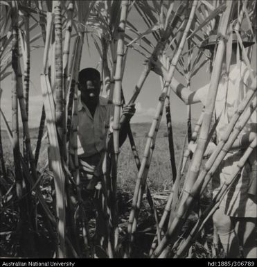 Field Officer and farmer inspecting cane