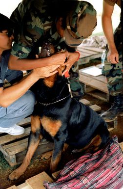 A dog is treated for an eye infection while in a holding area for pets of military and civilian personnel being evacuated from the Philippines. Evacuees are being transported to the United States in the aftermath of Mount Pinatubo's eruption as part of Operation Fiery Vigil.