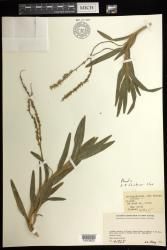 Phreatia indet