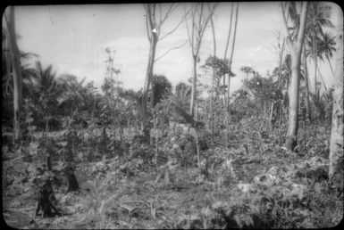 A garden (3) : Nissan Island, Papua New Guinea, 1960 / Terence and Margaret Spencer