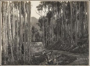 [A hut in the forest near a road] Frank Hurley