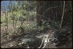 Food preparation: leaf-lined earth oven pit and hot stones in a garden