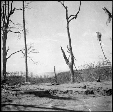 Bare tree trunks amidst ash and pumice, Rabaul, New Guinea, 1937 / Sarah Chinnery