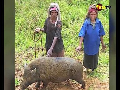 AFRICAN SWINE FEVER