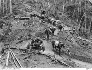 PAPUA NEW GUINEA. 1942-10. MEN LEADING PACK HORSES AND MULES LOADED WITH SUPPLIES DOWN THE PRECIPITOUS CURVING TRACK FROM THE END OF THE ROAD DOWN INTO UBERI VALLEY OVER WHICH TROOPS AND SUPPLIES ..