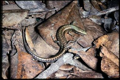 Caledoniscincus austrocaledonicus