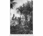 Pandanus plants on Bikini Atoll, summer 1949