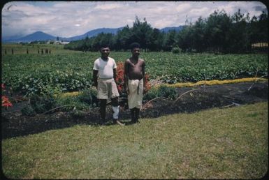 Binda and Siau, haus bois, hospital sweet potato garden and Catholic Mission in background from our lawn : Minj Station, Wahgi Valley, Papua New Guinea, 1954 / Terence and Margaret Spencer