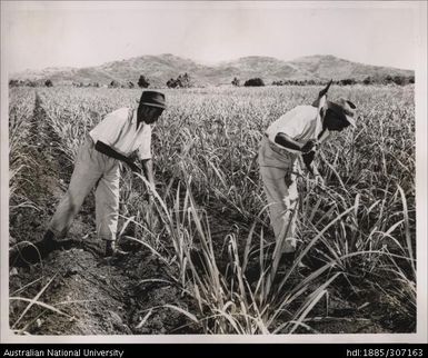 Farmers cultivating cane crop