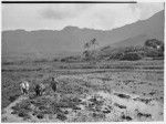 Farmer plowing with horse and long-horned cow, Hawaii, 1928