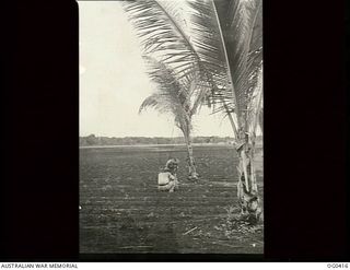 NEW GUINEA. 1943-12-22. WARRANT OFFICER J. LESLIE, FORMERLY OF WAU, NEW GUINEA, WHO IS IN CHARGE OF THE FARM, DISCUSSING TOMATOES WITH A RAAF OFFICER