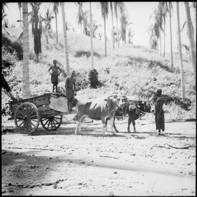 Bullamacow, cart pulled by two bulls, Rabaul [?], New Guinea, ca. 1936 / Sarah Chinnery
