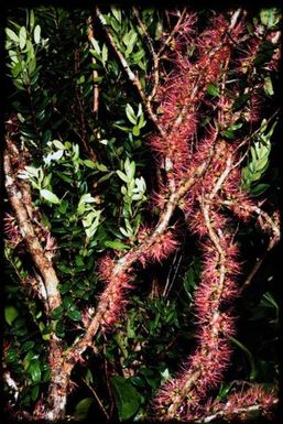 Flowering Metrosideros