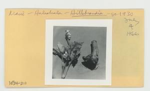 [Hillebrandia in Hawaii, envelope IE24-211]