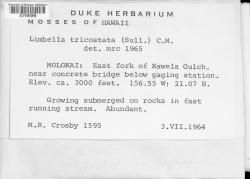Sciaromium tricostatum
