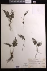 Abrodictyum dentatum