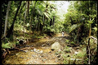 Stream through rainforest