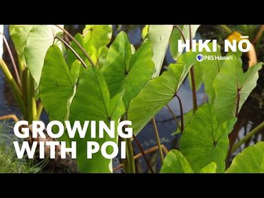 The POI Project: Kalo Farm Nurtures Youth on Maui | HIKI NŌ on PBS Hawai‘i