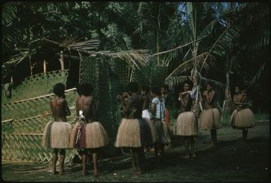 Erecting the walls made out of banana leaves : Fergusson Island, D'Entrecasteaux Islands, Papua New Guinea, 1956-1958 / Terence and Margaret Spencer