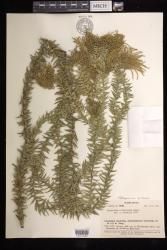 Phlegmariurus trifoliatus