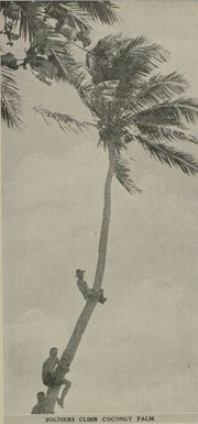 Soldiers climb coconut palm