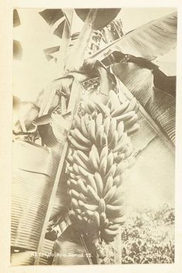 Banana palm. From the album: Skerman family album