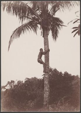 Boy climbing coconut tree in Maewo, New Hebrides, 1906 / J.W. Beattie