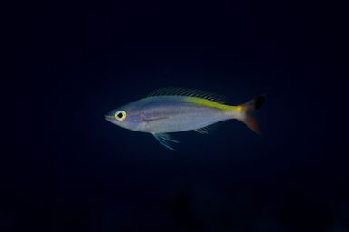 Pentapodus sp. a species of coral bream soon to be described. Pictured at Namuka Island, Fiji during the 2017 South West Pacific Expedition.