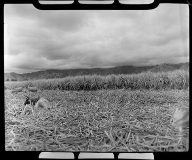 Workers and cattle in the sugar plantation, Lautoka, Fiji