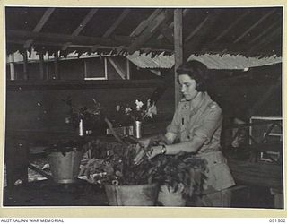 LAE, NEW GUINEA. 1945-05-07. PRIVATE J.N. WEST ARRANGING FLOWERS OBTAINED FROM CAMPS IN THE AREA FOR THE MESS TABLE IN THE NEWLY CONSTRUCTED AUSTRALIAN WOMEN'S ARMY SERVICE BARRACKS IN BUTIBUM ..