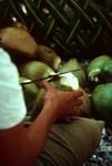 Grating ingredients for vaihu tamoko for fakanoanoa (evening mourning gathering)