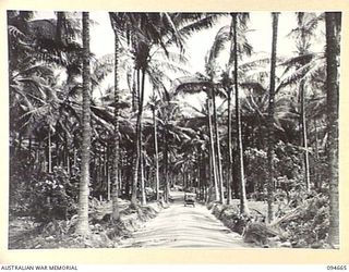 TOL AREA, NEW BRITAIN. 1945-08-02. THE ROAD LEADING TO HEADQUARTERS 13 INFANTRY BRIGADE AT TOL PLANTATION, VIEWED LOOKING TOWARDS THE SOUTH. ON RIGHT IS THE EDGE OF 4 SURVEY BATTERY AREA