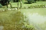 Golden carp pond at Bimai's farm, Eastern Highlands, 1964