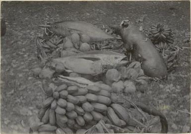 Chiefs share of food at a feast, Rarotonga