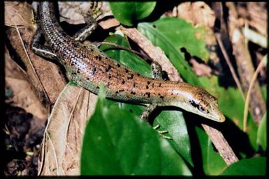 Emoia samoensis