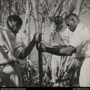 Field Officer and farmer inspecting cane
