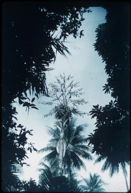 Sago-making - sago palm ripe for felling : Environs of Mapamoiwa, D'Entrecasteaux Islands, Papua New Guinea, 1956 / Terence and Margaret Spencer